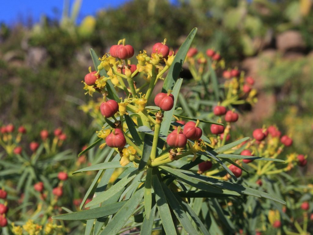 Frutos de tabaiba, especie no identificada