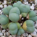 Gibbaeum