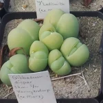 Ejemplares de Gibbaeum heathii con distintas formas y tamaños