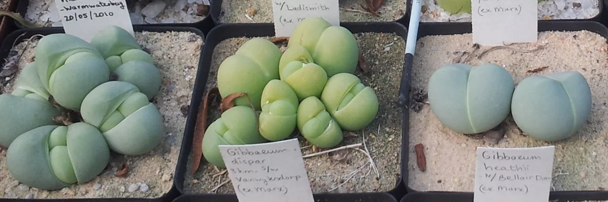 Ejemplares de Gibbaeum heathii con distintas formas y tamaños