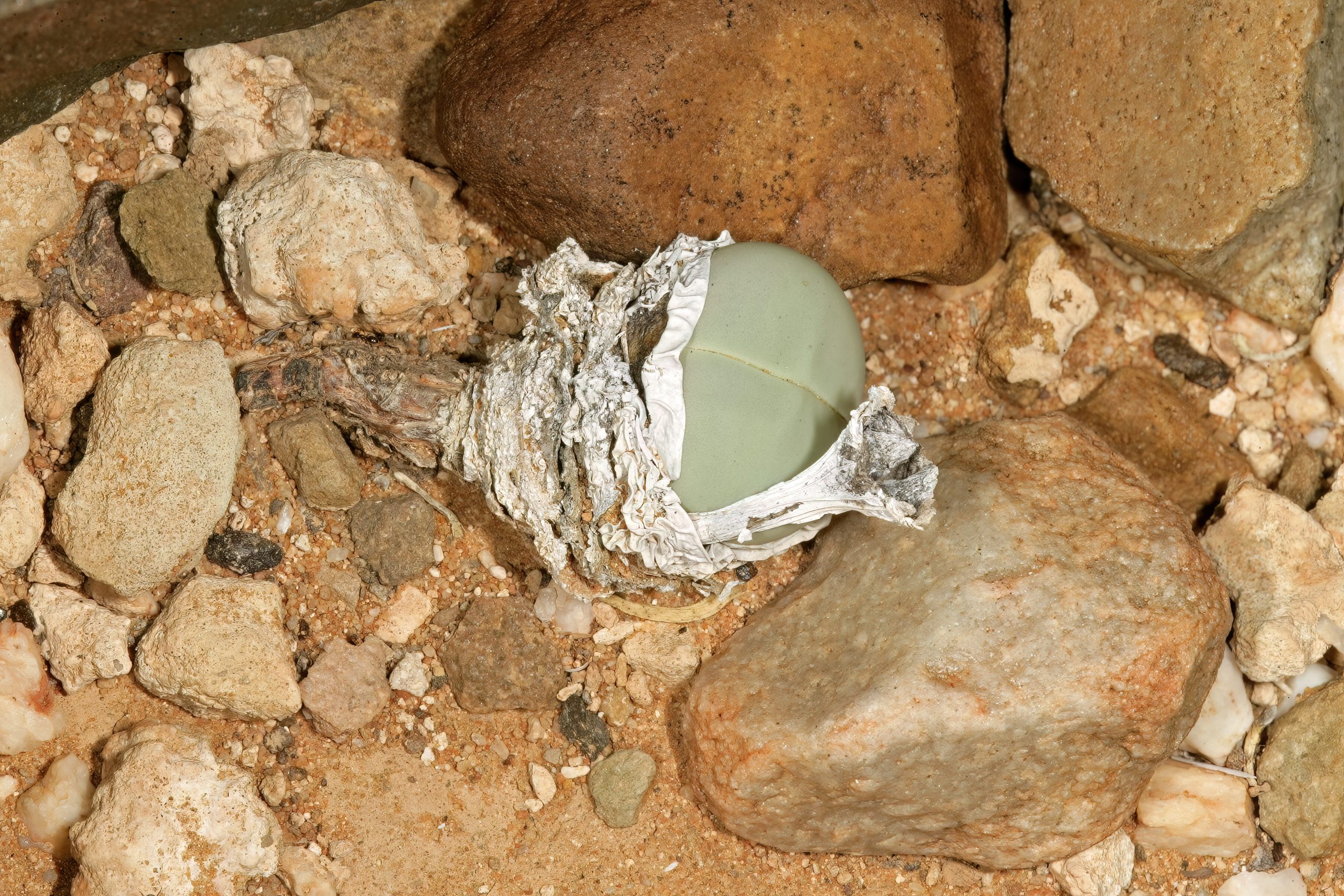 Gibbaeum heathii en hábitat con cápsula vieja