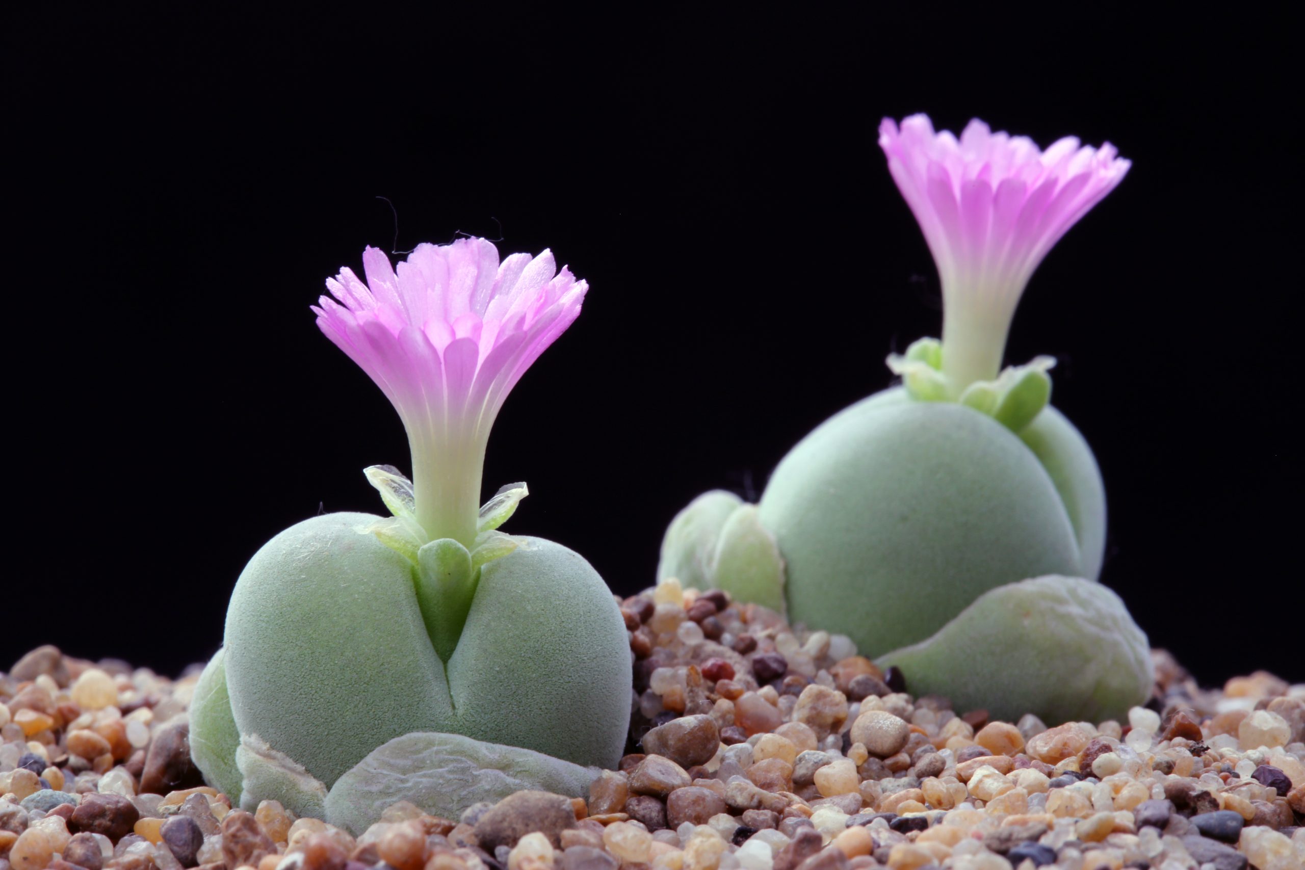 Gibbaeum nebrownii con flor abierta