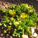 Glottiphyllum