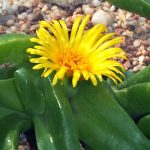 Hojas verdes carnosas y flor amarilla de Glottiphyllum depressum