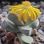 Lapidaria margaretae