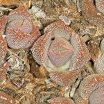Stomatium difforme en hábitat natural