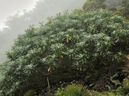Tabaiba canaria en su hábitat