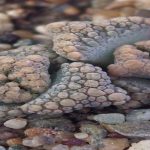 Titanopsis calcarea en cultivo