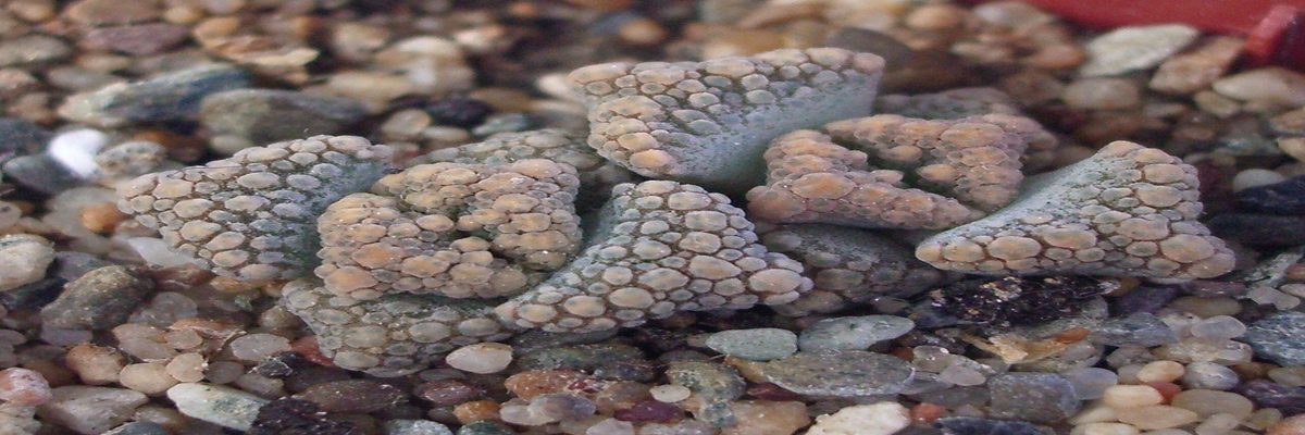 Titanopsis calcarea en cultivo