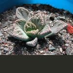 Titanopsis calcarea en cultivo