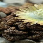 Titanopsis hugo-schlechteri en cultivo