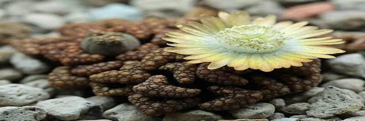 Titanopsis hugo-schlechteri en cultivo