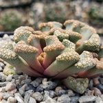 Titanopsis