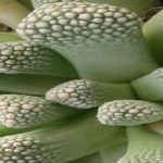 Titanopsis primosii en cultivo