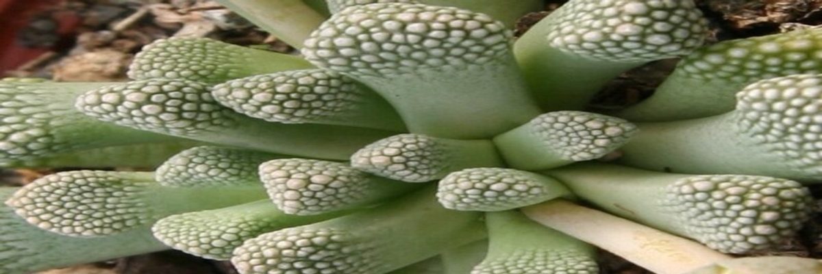 Titanopsis primosii en cultivo