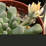 Titanopsis primosii en cultivo