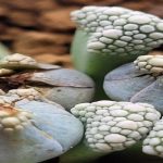 Titanopsis schwantesii en cultivo