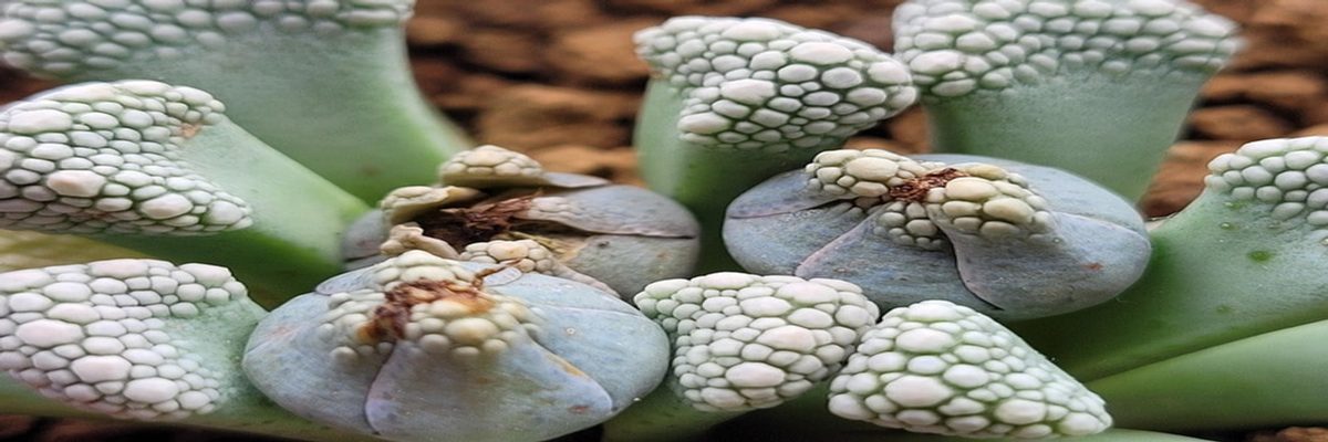 Titanopsis schwantesii en cultivo