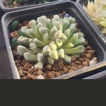 Titanopsis schwantesii en cultivo