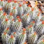 Cardón de Jandía (Euphorbia handiensis) con tallos espinosos