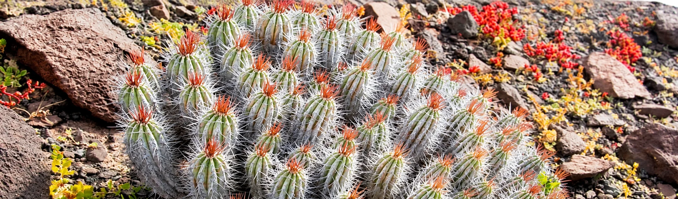 Cardón de Jandía (Euphorbia handiensis) con tallos espinosos