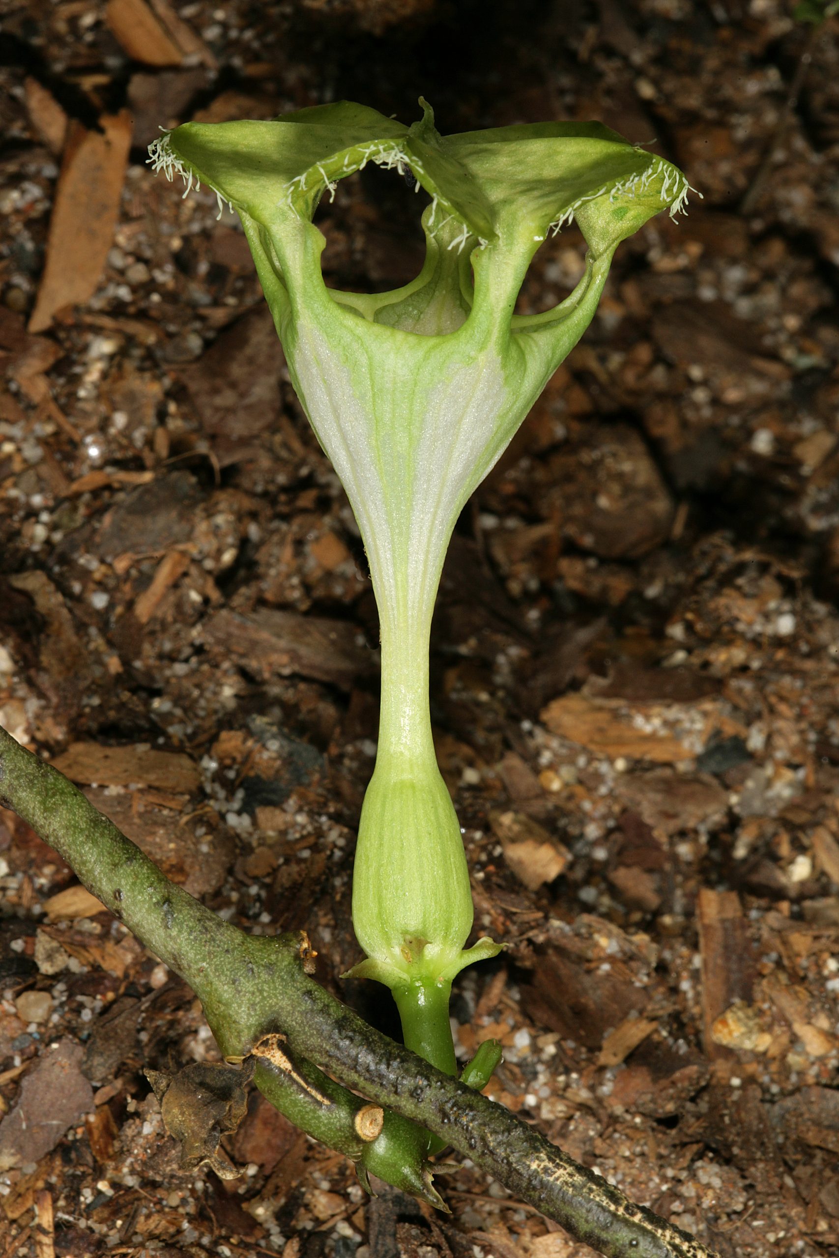 Flor de Ceropegia sandersonii