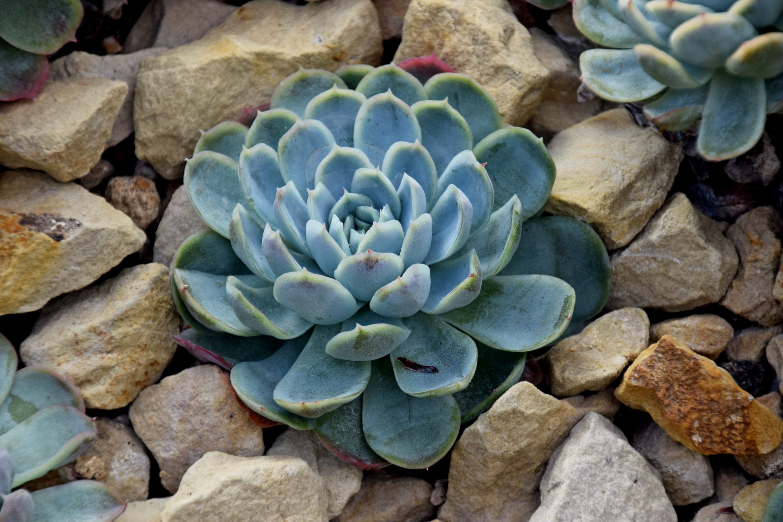 Echeveria elegans, la Rosa de Alabastro