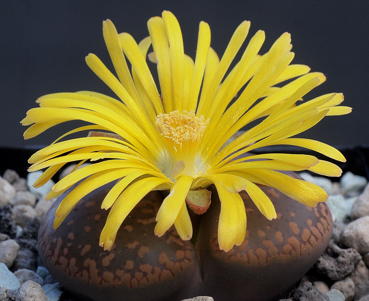 Video sobre lithops