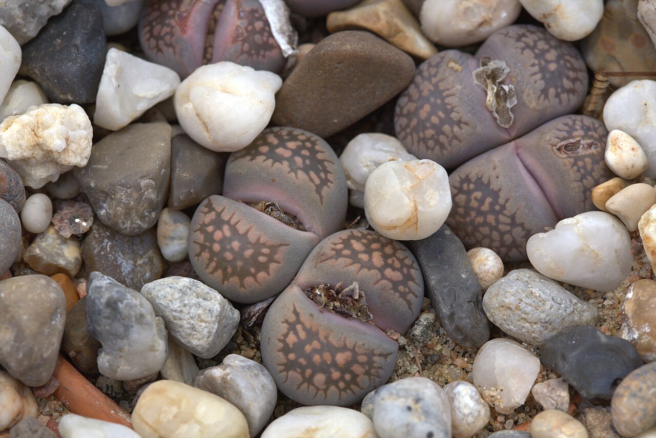 Lithops 4