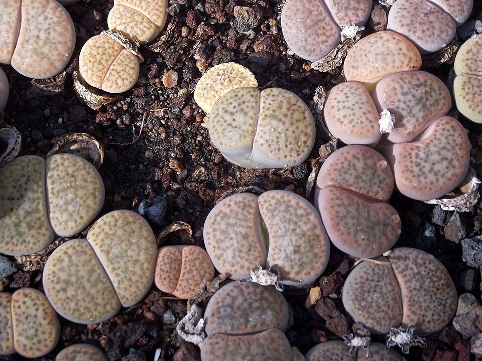 Lithops fulviceps