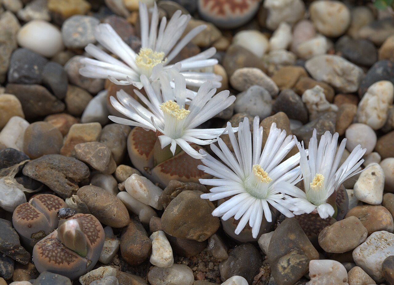 Lithops 5