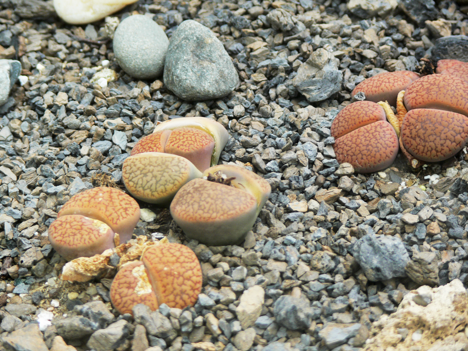 Lithops 6