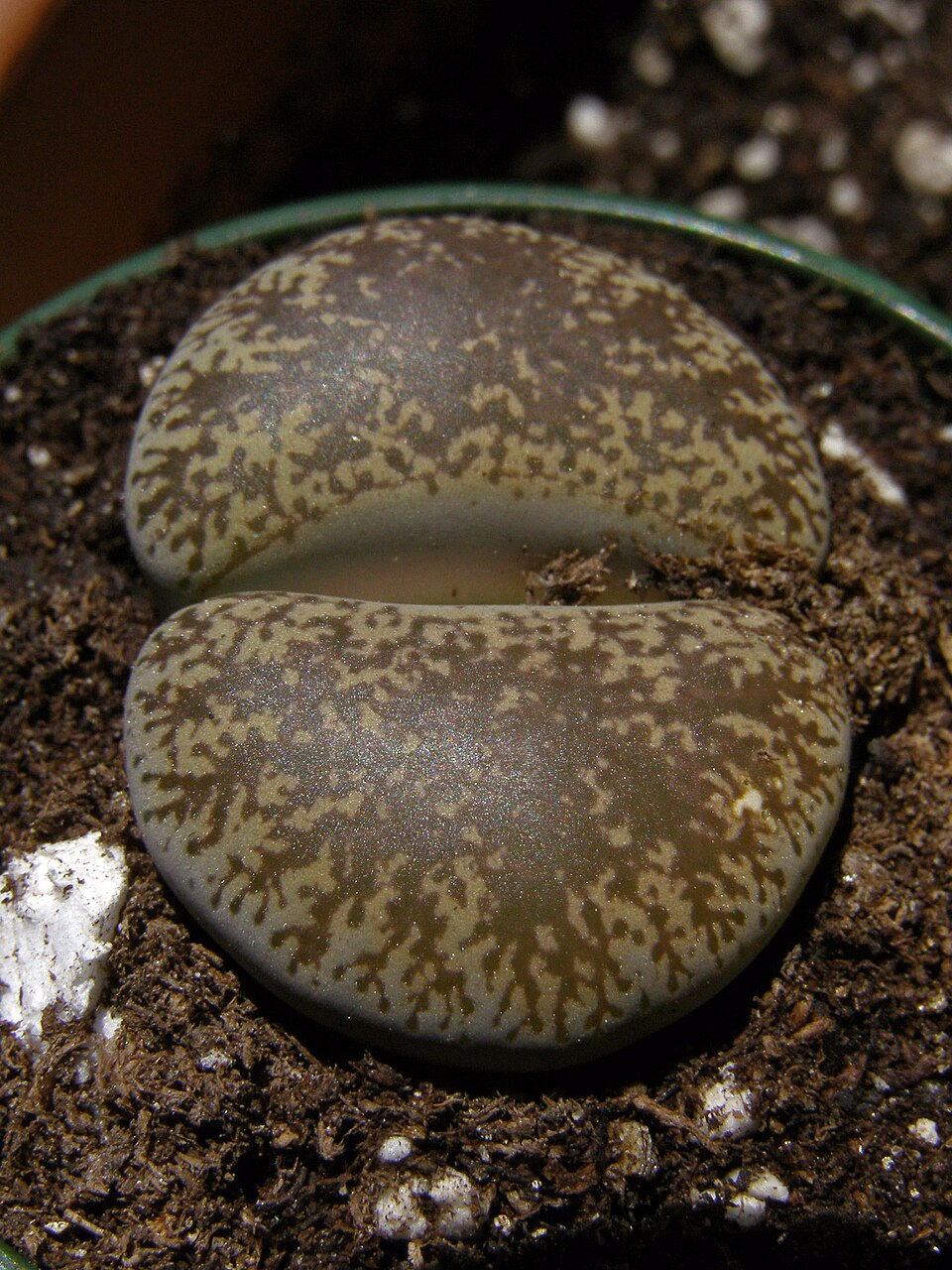 Lithops con hojas moteadas que imitan piedras, fotografía de Jill Robidoux