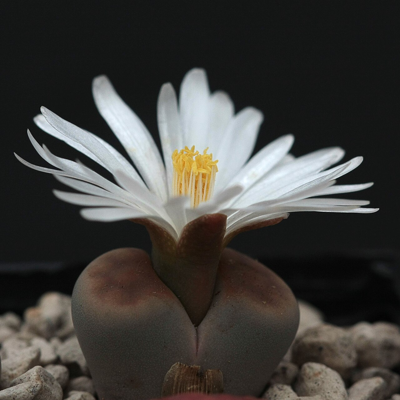 Lithops karasmontana lateritia