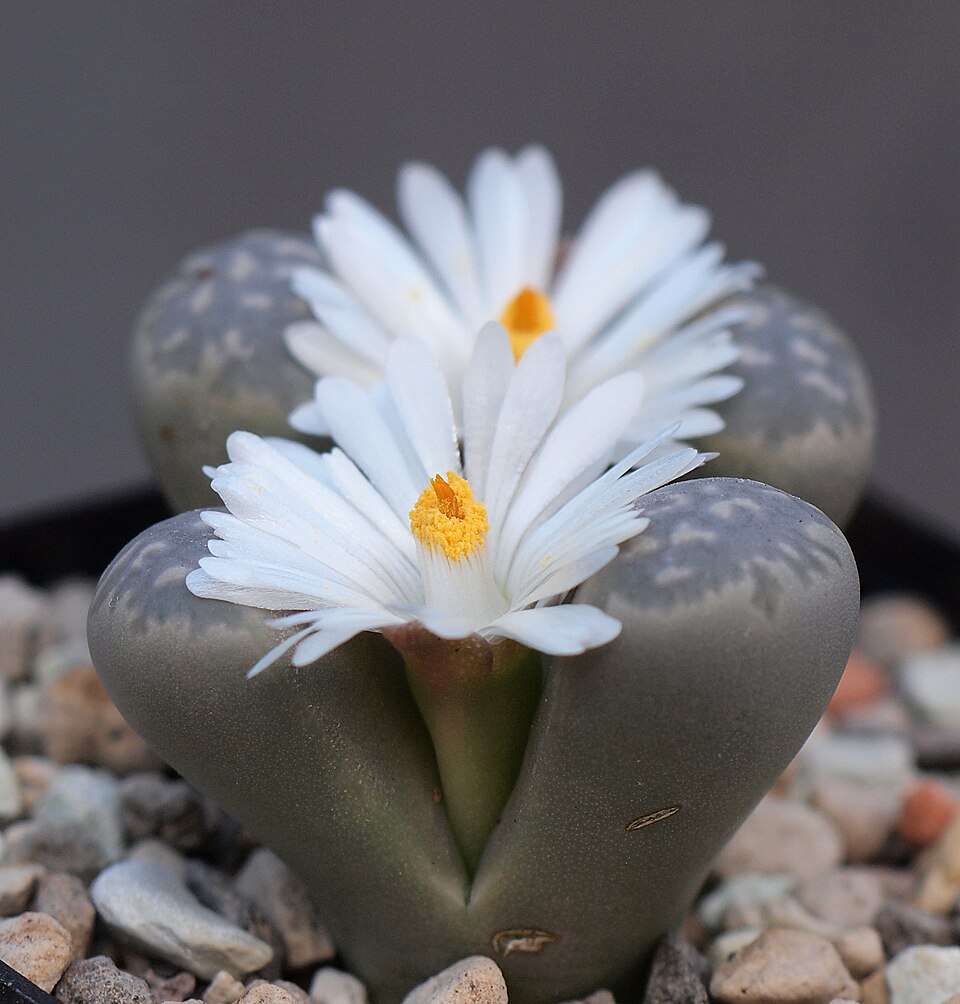 Lithops marmorata C365