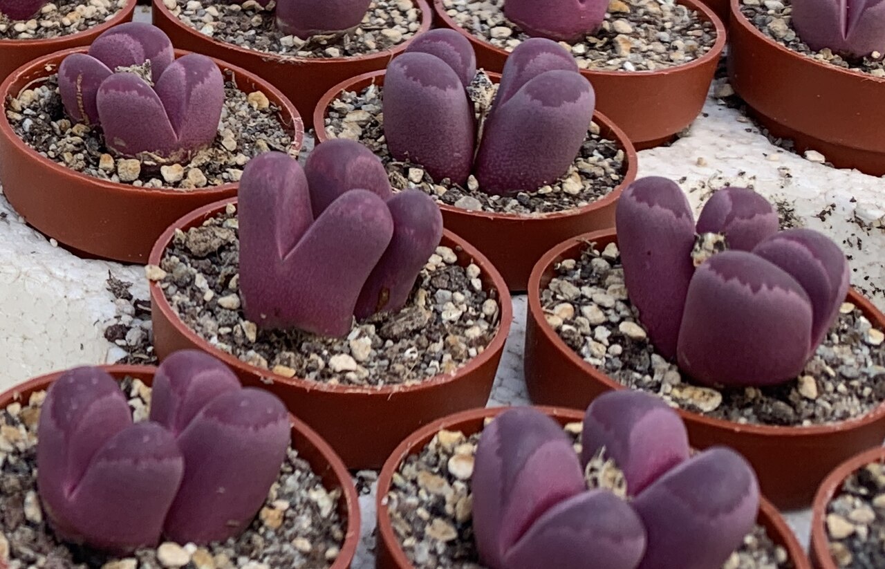 Lithops optica