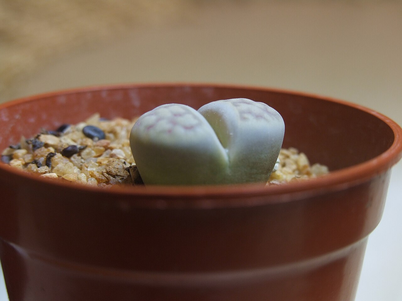 Lithops pseudotruncatella