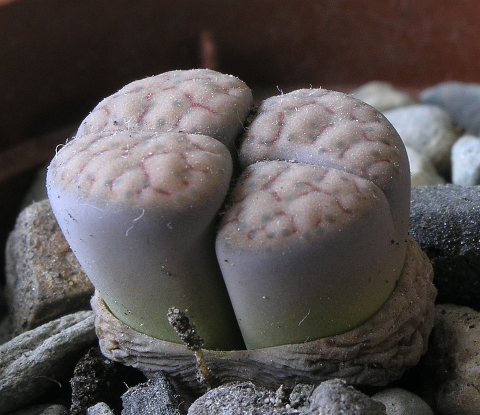 Lithops en Flor
