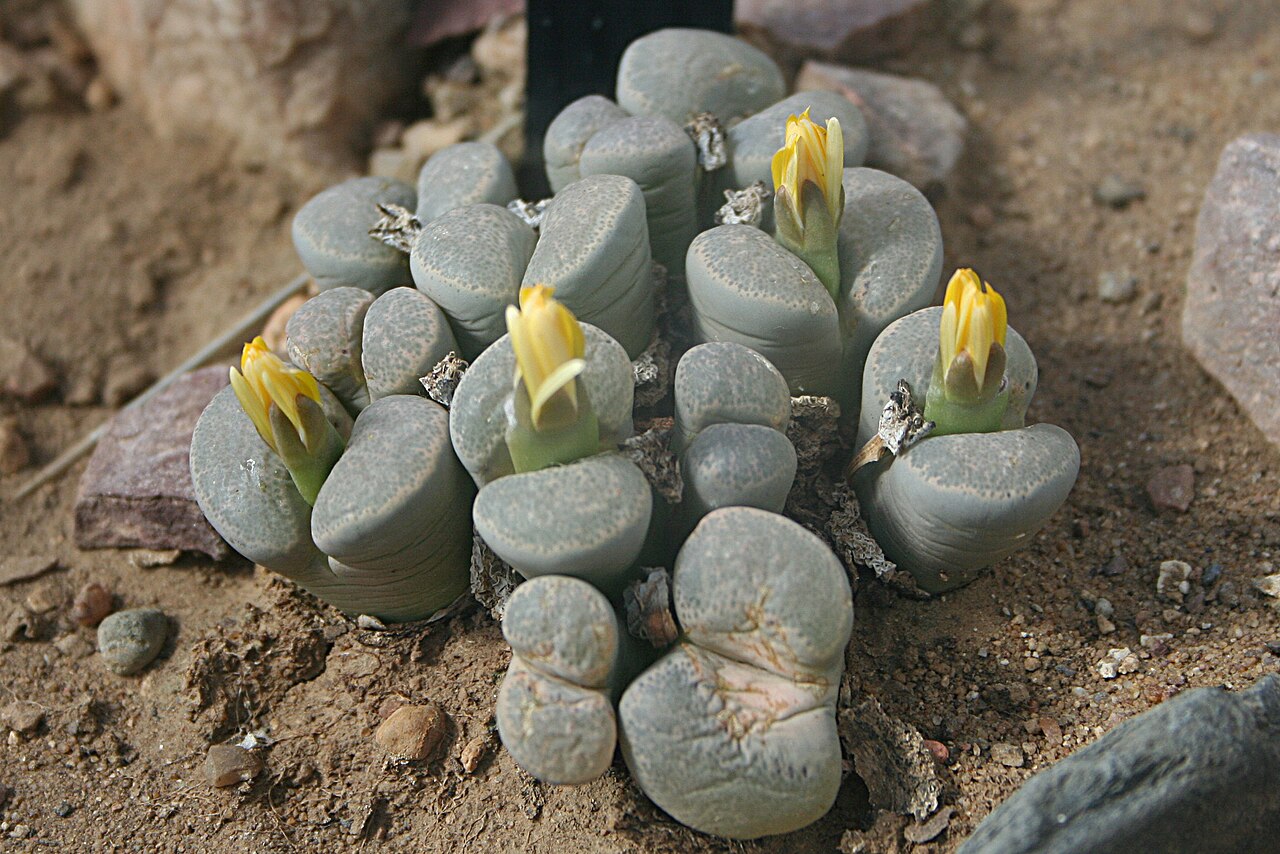 Lithops 13