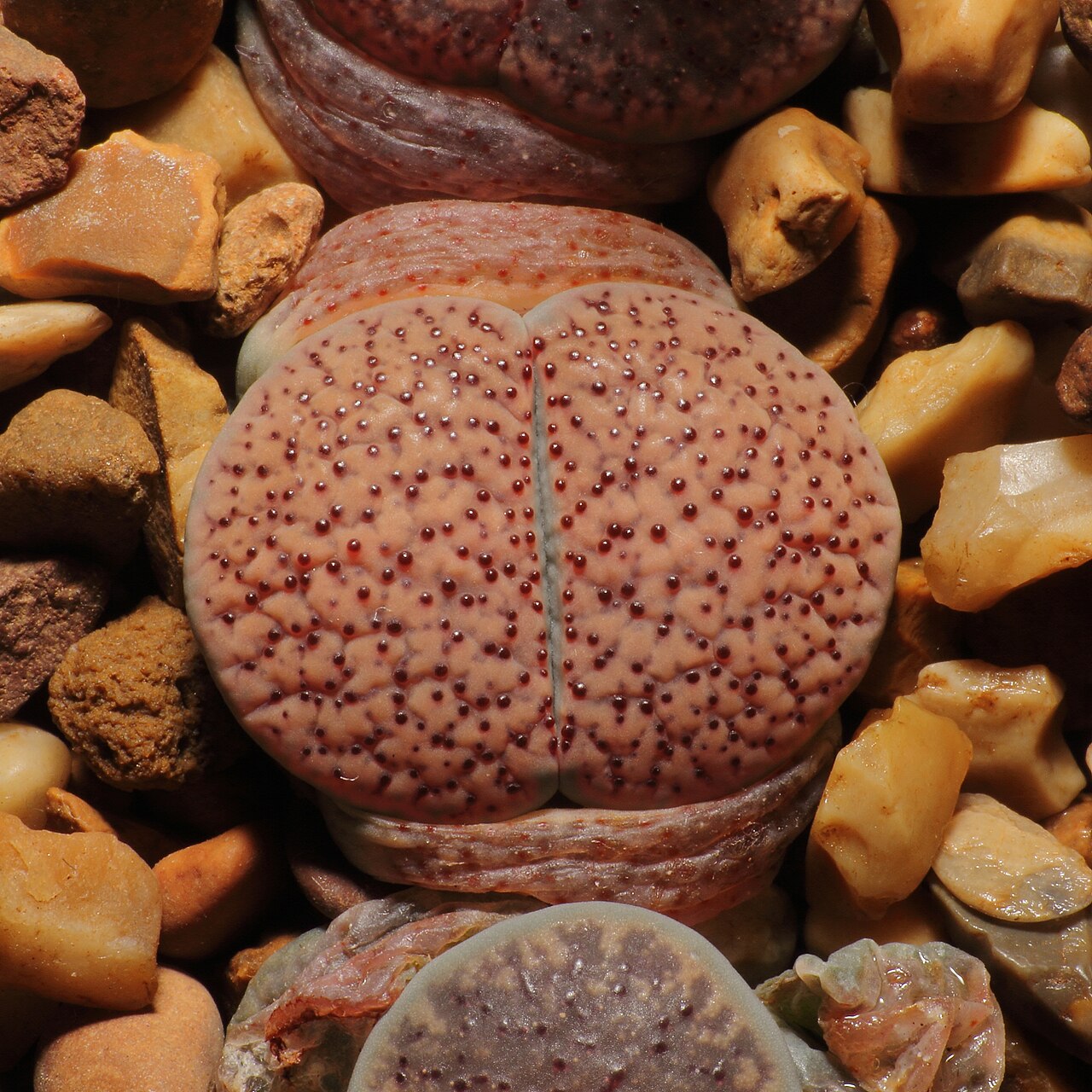Lithops verruculosa