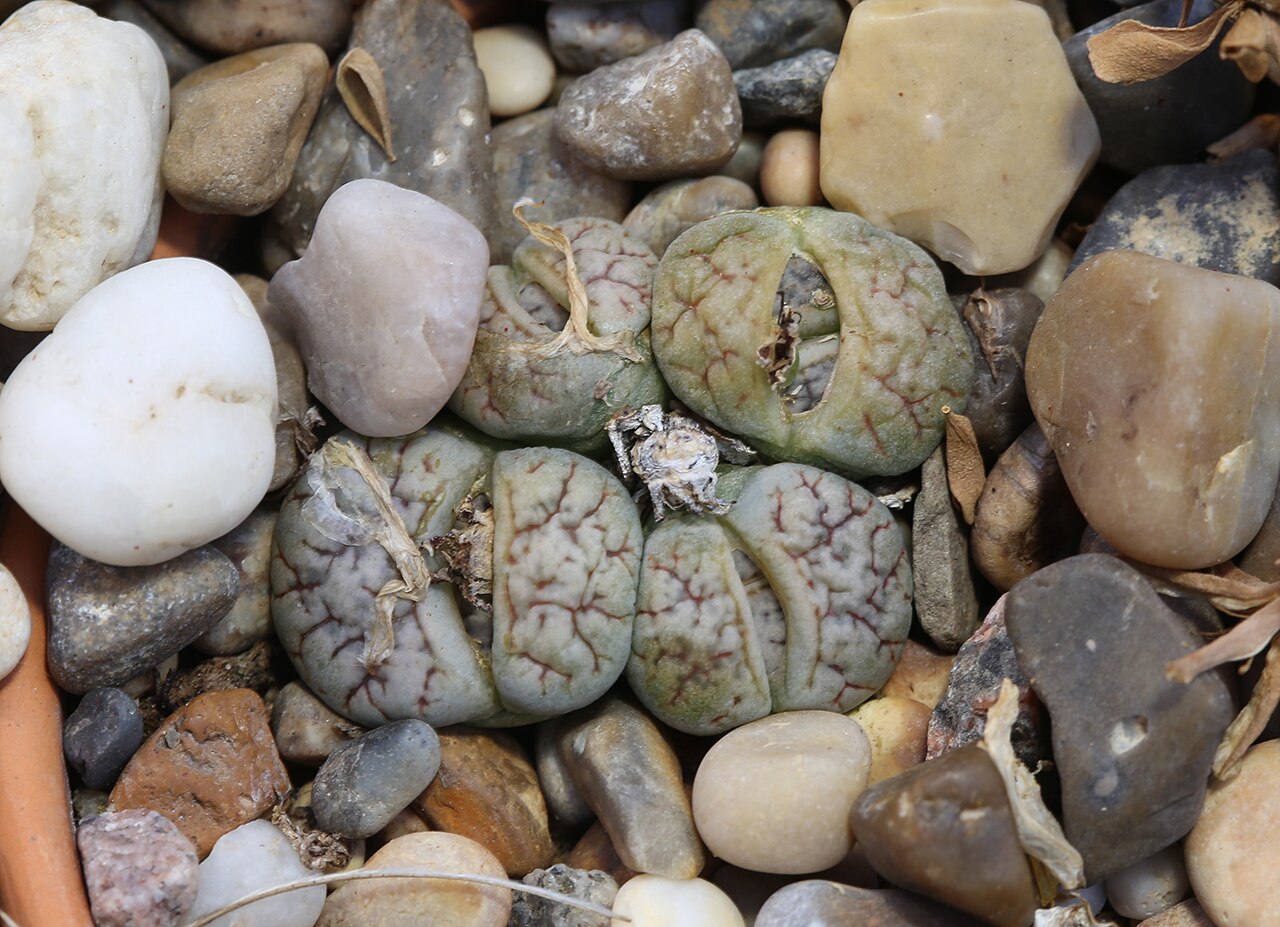 Lithops 14
