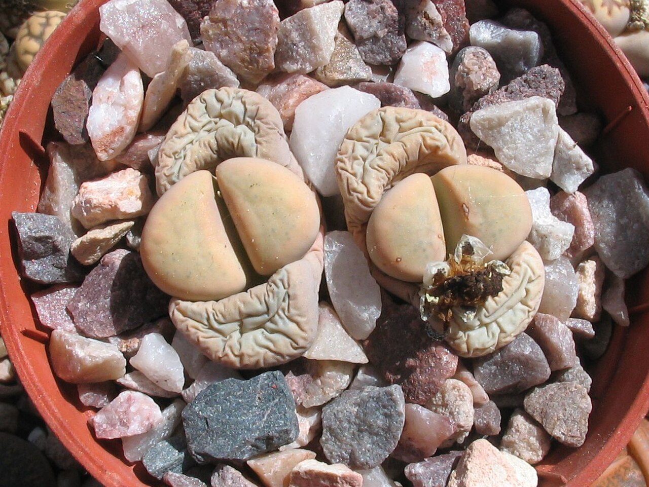 Lithops ciclo de vida